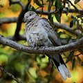 Eurasian Collared Dove Photograph by Pablo Avanzini Eurasian Collared Dove Photograph by Pablo Avanzini