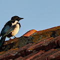 Eurasian Magpie Pica Pica on Tiled Roof Photograph by Pablo Avanzini Eurasian Magpie Pica Pica on Tiled Roof Photograph by Pablo Avanzini