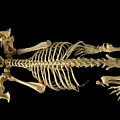 European Mole Skeleton Photograph by Science Photo Library