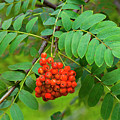 European Mountain Ash Photograph by Michael Gadomski European Mountain Ash Photograph by Michael Gadomski