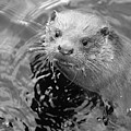 European Otter Photograph by Science Photo Library European Otter Photograph by Science Photo Library