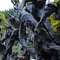 Exposed and Gnarly by Vincent Green