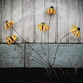 Fake Wilted Flowers Photograph by Steve Stanger Fake Wilted Flowers Photograph by Steve Stanger