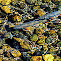 Fall Brook Trout Photograph by Johnny Boyd Fall Brook Trout Photograph by Johnny Boyd