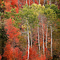 Fall Color Aspen Tree  by Ed Broberg