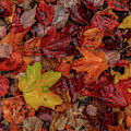 Fall Colors Photograph by Rob Davies Fall Colors Photograph by Rob Davies