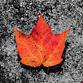 Fall Foliage Orange Red Maple Leaf in a Rivulet Photograph by William Dickman Fall Foliage Orange Red Maple Leaf in a Rivulet Photograph by William Dickman