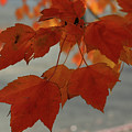 Fall in the Pacific Northwest Photograph by Leslie Struxness Fall in the Pacific Northwest Photograph by Leslie Struxness