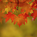 Fall Leaves Photograph by Rob Davies Fall Leaves Photograph by Rob Davies