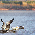 Fall Migration at Whittlesey Creek Photograph by Susan Rissi Tregoning Fall Migration at Whittlesey Creek Photograph by Susan Rissi Tregoning