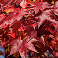 Fall Sweetgum Leaves DF005 Photograph by Gerry Gantt Fall Sweetgum Leaves DF005 Photograph by Gerry Gantt