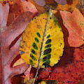 Fallen Leaves Photograph by Daniel Reed Fallen Leaves Photograph by Daniel Reed