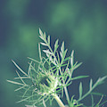Fascinate Photograph by Michelle Wermuth Fascinate Photograph by Michelle Wermuth