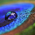 Feather Fall Photograph by Michelle Wermuth Feather Fall Photograph by Michelle Wermuth