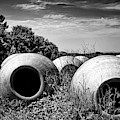 Feed me - black and white Photograph by Tatiana Travelways