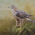 Female Goshawk Paintings Painting by Alan M Hunt Female Goshawk Paintings Painting by Alan M Hunt