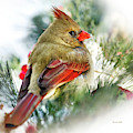 Female Northern Cardinal Square Photograph by Christina Rollo Female Northern Cardinal Square Photograph by Christina Rollo