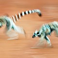 Female Ring-tailed Lemurs (lemur Catta) Photograph by Nick Garbutt