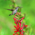 Female Ruby-throated Hummingbird DSB0316 Photograph by Gerry Gantt Female Ruby-throated Hummingbird DSB0316 Photograph by Gerry Gantt