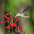 Female Ruby-throated Hummingbird DSB0319 Photograph by Gerry Gantt Female Ruby-throated Hummingbird DSB0319 Photograph by Gerry Gantt
