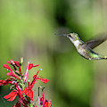 Female Ruby-throated Hummingbird DSB0320 Photograph by Gerry Gantt Female Ruby-throated Hummingbird DSB0320 Photograph by Gerry Gantt