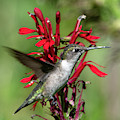 Female Ruby-throated Hummingbird DSB0325 Photograph by Gerry Gantt Female Ruby-throated Hummingbird DSB0325 Photograph by Gerry Gantt