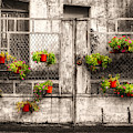 Fenced Flowers by Phil Cappiali Jr Fenced Flowers by Phil Cappiali Jr