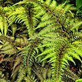 Ferns Photograph by Allen Nice-Webb Ferns Photograph by Allen Nice-Webb