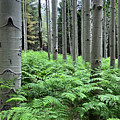 Ferns in an Aspen Grove Photograph by Jeff Goulden Ferns in an Aspen Grove Photograph by Jeff Goulden
