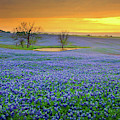 Field of Dreams Texas Sunset - Texas Bluebonnet wildflowers landscape flowers Photograph by Jon Holiday Field of Dreams Texas Sunset - Texas Bluebonnet wildflowers landscape flowers Photograph by Jon Holiday