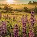 Fields Of Lupine Photograph by Jeff Sinon Fields Of Lupine Photograph by Jeff Sinon