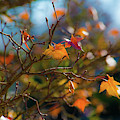 Fiery Autumn Photograph by Bonnie Bruno Fiery Autumn Photograph by Bonnie Bruno