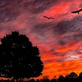 Fire in the Sky Photograph by Jack Wilson Fire in the Sky Photograph by Jack Wilson