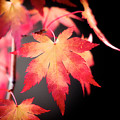 Fire Leaves Photograph by Philippe Sainte-Laudy Fire Leaves Photograph by Philippe Sainte-Laudy
