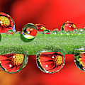 Firey Drops Photograph by Gary Yost Firey Drops Photograph by Gary Yost