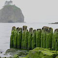 First La Push Beach by VJ Lair