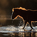 First Winter. Photograph by Paul Martin