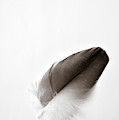 Flightless Photograph by Michelle Wermuth Flightless Photograph by Michelle Wermuth