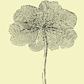 Floating Leaf II by Naxart Studio Floating Leaf II by Naxart Studio
