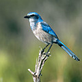 Florida Scrub Jay by David Hosking Florida Scrub Jay by David Hosking