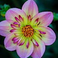 Flower 3 Photograph by Anamar Pictures Flower 3 Photograph by Anamar Pictures