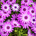 Flower Patterns Collection Set 04 by Az Jackson Flower Patterns Collection Set 04 by Az Jackson