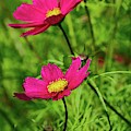 Flowers In The Gardens At Scone Palace by James Lamb Flowers In The Gardens At Scone Palace by James Lamb
