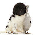 Fluff and feather together. Photograph by Warren Photographic Fluff and feather together. Photograph by Warren Photographic