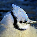 Fluffy Blue Jay Close Up with Icy Beak Photograph by Linda Stern Fluffy Blue Jay Close Up with Icy Beak Photograph by Linda Stern