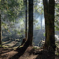 Foggy morning in the forest Photograph by Alex Lyubar Foggy morning in the forest Photograph by Alex Lyubar