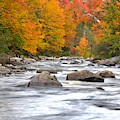 Foliage Along the River by Steve Brown