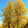 Foliage by Dheeraj Mutha Foliage by Dheeraj Mutha