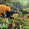 Forest Fungi by Martin Konopacki