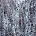 Forest in Winter Photograph by Donna Twiford Forest in Winter Photograph by Donna Twiford